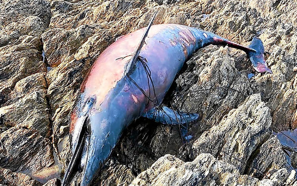 , À Moëlan-sur-Mer, trois dauphins se sont échoués en deux jours